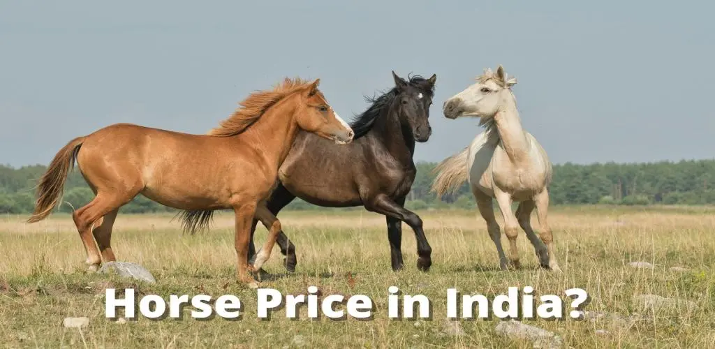 Horse Price In India September 2023 Indian And Foreign Breed