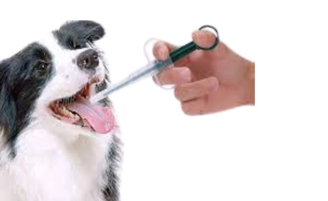 How to Give Deworming Tablets to Dogs