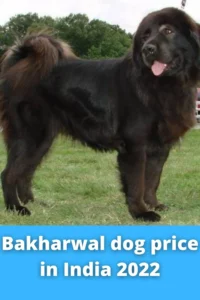 how much do bakharwal dog puppies cost