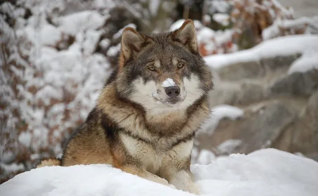 Wolf Dog Price In India 2023- Temperament,Cost and much more