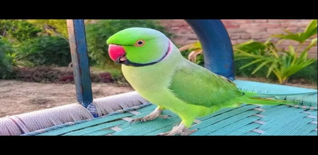 ringneck parrot price in India