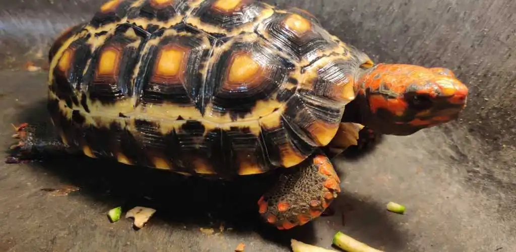 Legal tortoises in India
