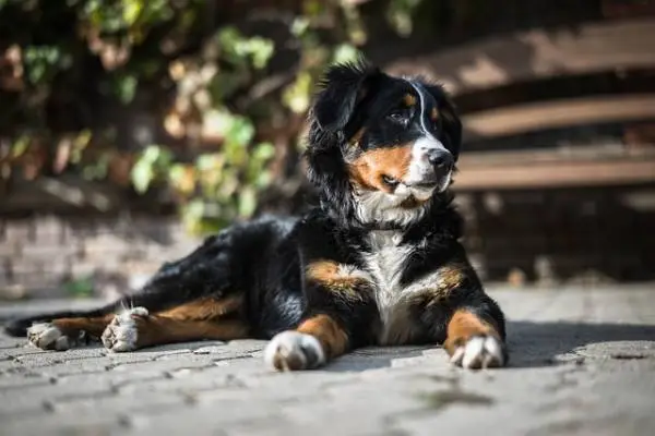 bernese mountain dog breed