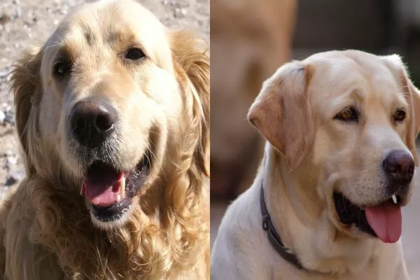 golden retriever vs labrador appearance