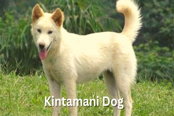 kintamani dog on the grass