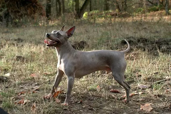 American hairless terrier