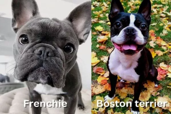 French bulldog vs Boston terrier temperament