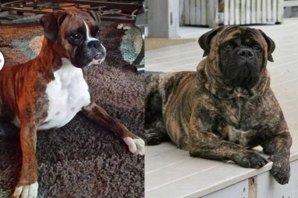 Boxer Dog vs Bullmastiff: Which Breed is Right for You? - Top Pet Products