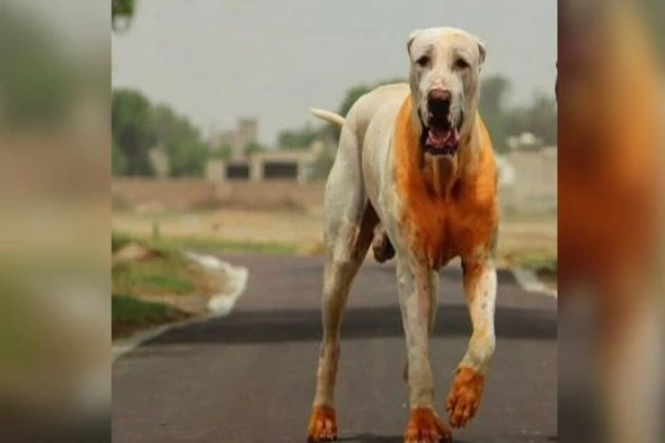 most muscular dog breeds in the world