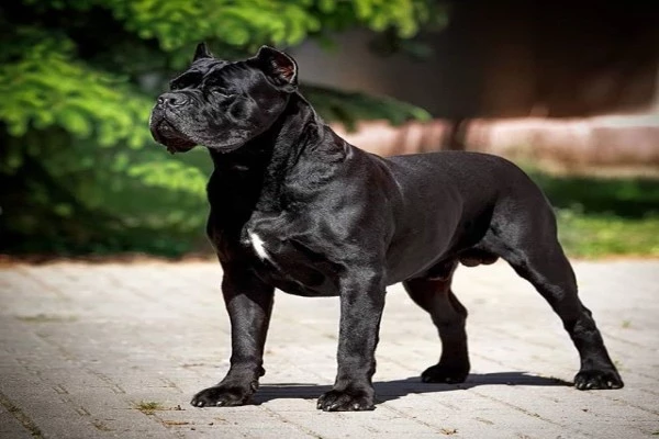 most muscular dog breeds in the world